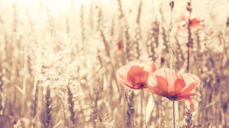 Retro toned poppy flowers at sunrise, shallow depth of field, 16:9 ratio.の写真素材