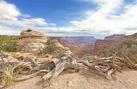 Dry trees in Canyonlands National Park, Island in the Sky district, Utah, USA.の写真素材