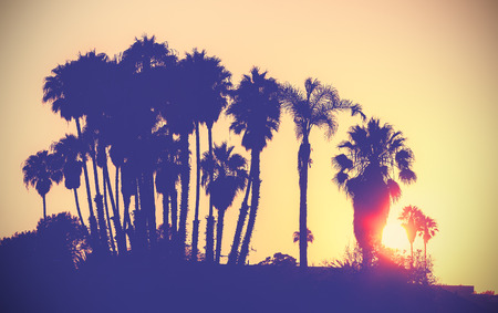 Vintage stylized picture of palms silhouettes at sunset, California, USA.の写真素材