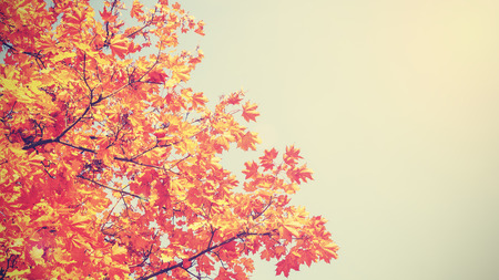 Retro vintage toned autumnal background with copy space.の写真素材
