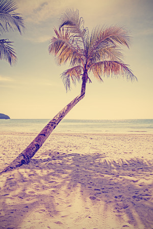 Retro old film style toned tropical beach with palm tree.の写真素材