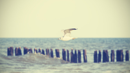 Retro stylized bird flying over the sea, shallow depth of field.の写真素材