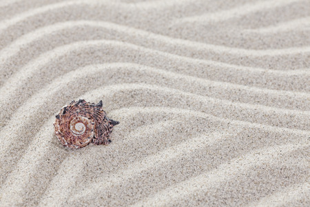 Conch shell on sandy waves, nature background.の写真素材