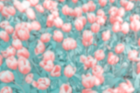 Vintage toned blurred tulips background.の写真素材