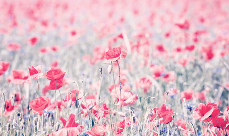 Vintage toned poppy flowers, shallow depth of field, natural artistic background.の写真素材