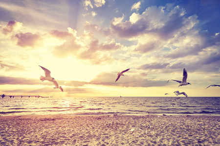 Vintage toned beach with flying birds at sunset.の写真素材