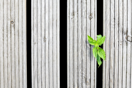 Single nettle growing between wooden boards.の写真素材