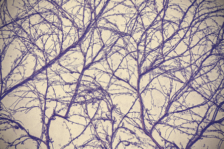 Creeping withered plant on wall background, vintage purple filter applied.の写真素材