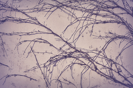 Creeping withered plant on wall background, vintage filter applied.の写真素材