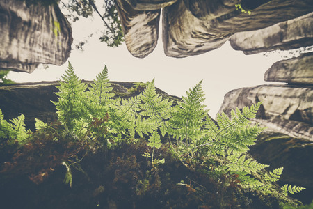 Vintage toned fern leaves on rock, looking up the mountains, selective focus.