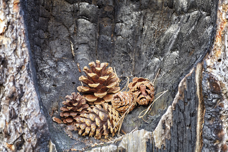 Pine cones in a burnt tree trunk hollow, nature destruction and new life concept background.の写真素材
