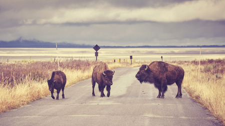 Vintage toned American bisons (Bison bison) crossing road in Grand Teton National Park, Wyoming, USA.の写真素材