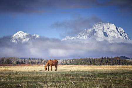 Grazing horse in the Grand Teton National Park, Wyoming, USA.の写真素材
