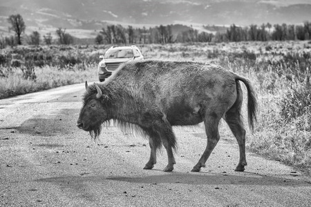 Black and white photo of an American bison crossing road in Grand Teton National Park, Wyoming, USA.の写真素材