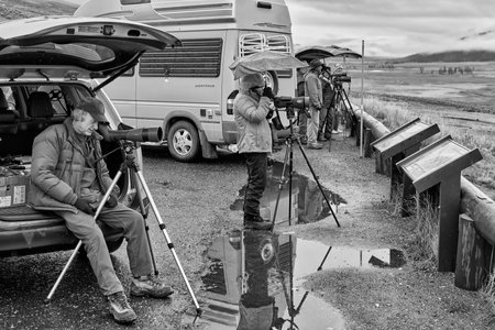 Yellowstone National Park, Wyoming, USA - October 29, 2016: Wildlife watchers observing a herd of wolves on a cold rainy day.のeditorial素材