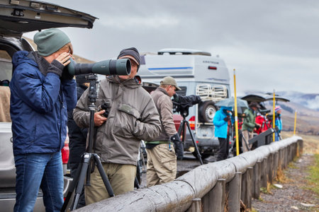 Yellowstone National Park, Wyoming, USA - October 29, 2016: Wildlife watchers observing a herd of wolves on a cold rainy day.のeditorial素材