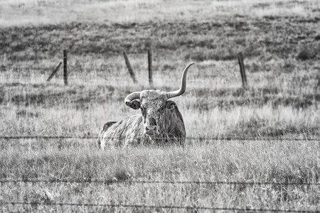 Black and white picture of Texas Longhorn with broken horn lying on a dry autumn pasture.