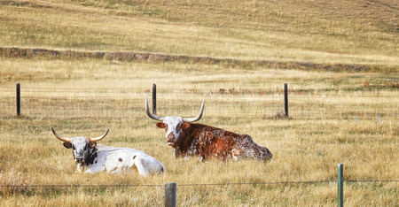 Two Texas Longhorns resting on a dry autumn meadow.の写真素材