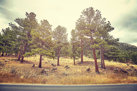 Color toned picture of deer by a road in Rocky Mountains National Park, Colorado, USA.の写真素材