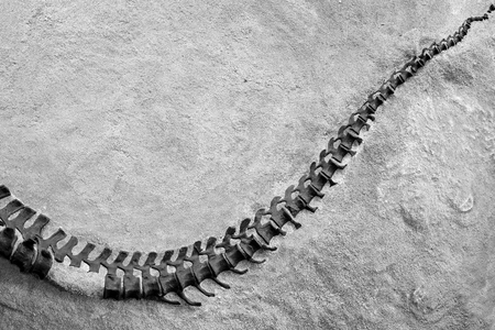 Black and white picture of a dinosaur skeleton, space for text, Dinosaur National Monument, Utah, USA.の写真素材