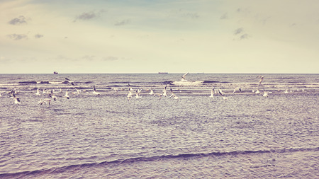 Color toned picture of birds flying low over water.の写真素材