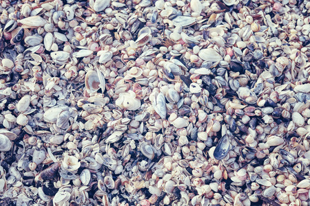 Color toned natural background or texture made of many seashells.