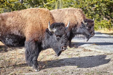 Two American bison (Bison bison) in Yellowstone National Park, Wyoming, USA.