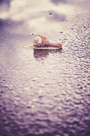 Vintage stylized photo of a snail crossing wet street after the rain, shallow depth of field.の写真素材