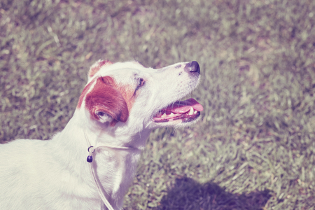 Color toned portrait of a young Jack Russell Terrier.の写真素材