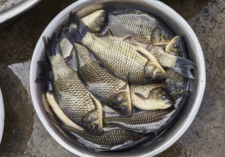 Fresh carps in a aluminum bowl on a street.の写真素材