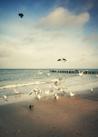 Vintage stylized picture of a beach with birds.の写真素材