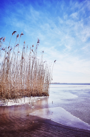 Picturesque winter landscape with dry reed in a frozen lake, color toned pictureの写真素材