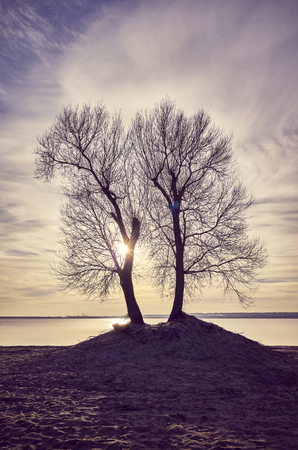 Twin trees silhouettes on a river bank at sunset, color toned picture.の写真素材