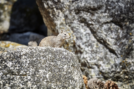 Squirrel in its natural habitat, Yosemite National Park, USA.の写真素材