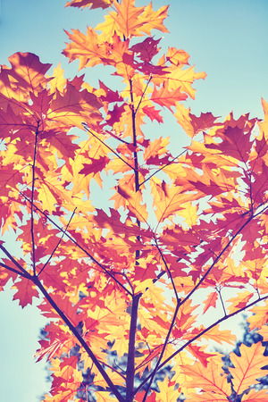 Vintage toned picture of autumn leaves against the sun, selective focus.の写真素材