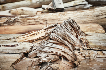Close up picture of a broken trunk, selective focus.