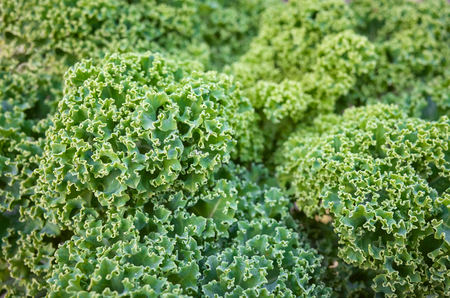 Close up picture of curly kale leaves on a field, selective focus.