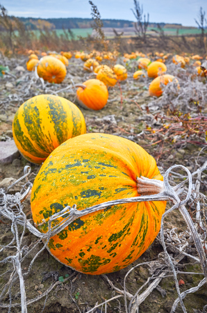 Pumpkin field in autumn, selective focus. This pumpkin type is used for Halloween decoration, cooking, pressing seeds for oil.の写真素材