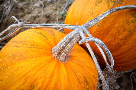 Close up picture of a pumpkin stem, selective focus.の写真素材