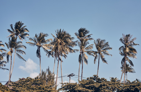 Row of palm trees against the blue sky, retro toning applied.の写真素材