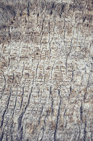 Palm tree trunk close up picture, natural background or texture, color toning applied, selective focus.の写真素材