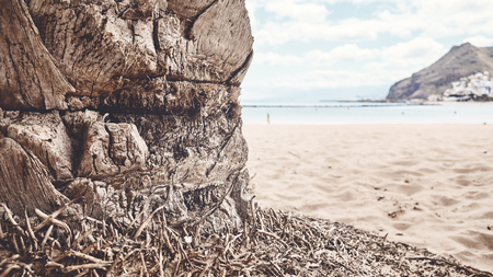 Palm tree trunk on a beach, selective focus, color toned picture, Tenerife, Spain.の写真素材