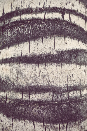 Abstract background made of palm tree trunk close up picture, selective focus, color toning applied.の写真素材