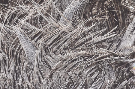 Close up picture of a palm tree trunk, color toned natural background or texture, selective focus.