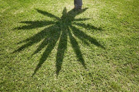 Palm tree shadow on grass, abstract natural background.の写真素材