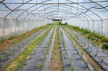 Interior of a greenhouse with organic vegetables.の写真素材
