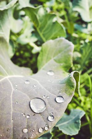 Close up picture of water drops on a leaf, color toned picture, shallow depth of field.の写真素材