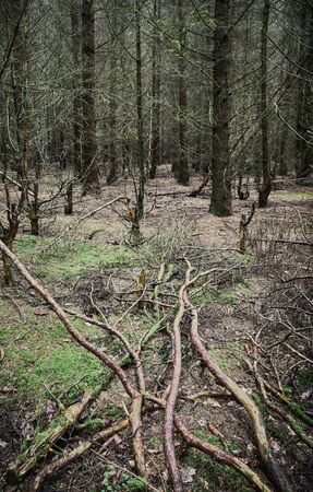 Dense dark forest in the beginning of the autumn.