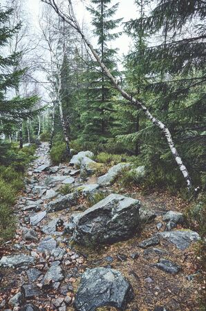 Path in a mountain forest on a rainy day.