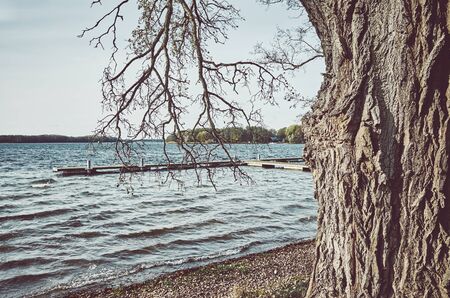 Old tree by a lake, retro color toned picture.の写真素材